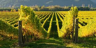 Vita de vie (vitis vinifera) este o liana ce face parte din familia vitaceae. Vita De Vie Plantare Intretinere Tratamente Taiere Sfatul Gradinavesela Ro