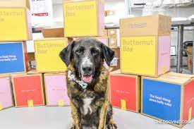 Their service combines superb quality pet food with excellent value for money. What Did Ned From All Dogs Matter Think Of Butternut Box