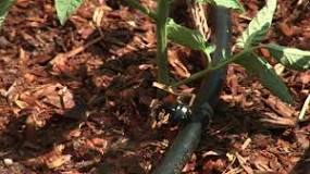 How to Prevent Clogging of Emitters in Drip Irrigation ...