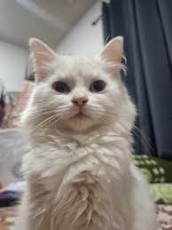 Found cappuccino cat near Padre Feliciano