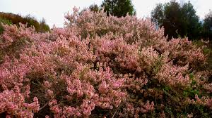 Image result for Salsola