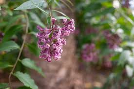 Image result for Cestrum elegans
