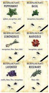 41 Fragrant Plants That Repel Mosquitoes Mosquito Repelling Plants Fragrant Plant Mosquito Plants
