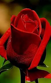 اجمل وردة حمراء في العالم رمز الحب والجمال يكمن في زهرة حمراء