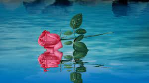 Cute floral wallpaper on wallpapersafari. Nature Wallpapers Flowers Wallpapers Download Hd Wallpapers And Free Images