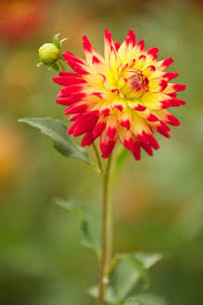 Dahlia Beautiful Flowers Pansies Flowers Zinnia Flowers