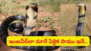 TV9 Telugu