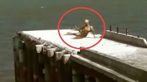 Image result for real mermaid