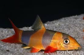 We did not find results for: Clown Loach Botia Macracantha Online Shop
