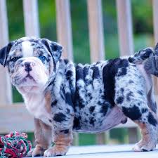Hand raised miniature english bulldog puppies for sale to breed: Look At Those Eyes And Those Wrinkles I 39 M Sure That 39 S What People Say About Me Bulldog Bulldog Puppies English Bulldog Puppies Cute Puppy Breeds
