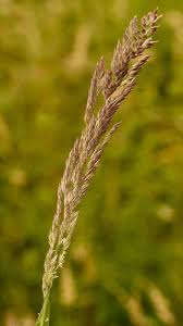 Image result for Holcus