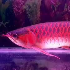 Memelihara ikan hias air tawar di dalam akuarium bisa menjadi hobi. Infomina Ikan Hias Air Tawar Bernilai Tinggi