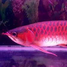 Ikan hias mas koki merupakan salah satu hewan yang dipercaya bisa membawa hoki atau keberuntungan menurut ilmu fensui, berbentuk bulat dan lucu membuat ikan. Infomina Ikan Hias Air Tawar Bernilai Tinggi