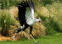 The head dress of the bird is also beautiful and looks like a royal warrior. 25 Secretary Bird Facts Sagittarius Serpentarius Africa S Snake Stomper Justbirding Com