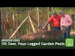 You can attract them with food such as; Four Legged Garden Pests Deer Management Growing A Greener World