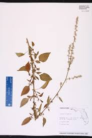 Image result for Celosia trigyna