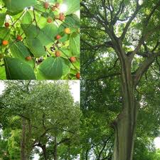 Image result for Celtis sinensis