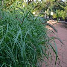 Image result for Bersama lucens