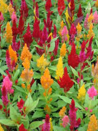 Safe Celosia Plumosa And Spicata Cat Safe Plants Dog Safe Plants Toxic Plants For Cats