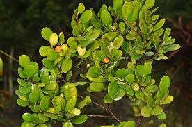 Image result for Diospyros ferrea