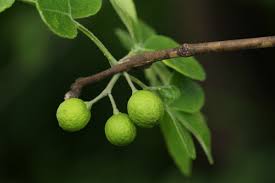 Image result for Citropsis