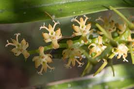 Image result for Tridactyle bicaudata