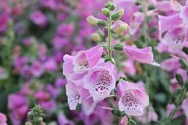 We did not find results for: 37 Flowers That Attract Hummingbirds To Keep In Your Homestead