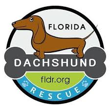 Maybe you would like to learn more about one of these? Florida Dachshund Rescue Home Facebook
