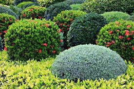 Full sun to partial shade; Zone 5 Shrub Varieties Growing Shrubs In Zone 5 Gardens