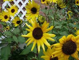 Maybe you would like to learn more about one of these? Sunflower Pictures Flowers Leaves Identification Helianthus Annuus
