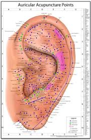 Auricular Acupuncture Points Chart Miridia Technology Inc