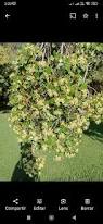 Image result for Quillaja saponaria