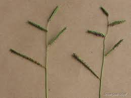 Image result for Paspalum plicatulum