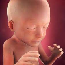 Desenvolvimento Fetal 21 Semanas De Gravidez Babycenter