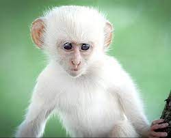 Albino Monkey Too Cute Albino Animals Animals Rare Albino Animals