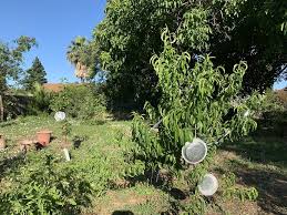 Fruit tree nurseries in sacramento on yp.com. Sacramento Valley Variety Recommendations Needed General Fruit Growing Growing Fruit