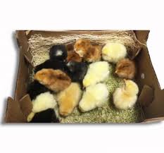 Video showing chicken hatching from an egg. Buy Baby Chickens Strombergschickens Com