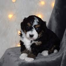 Welcome to aka's bernedoodles, one of the top breeders of bernedoodles in illinois. Bernedoodles Of The Open Prairie Home Facebook