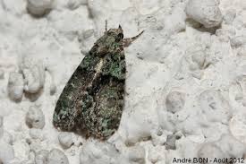 Image result for Cryphia algae