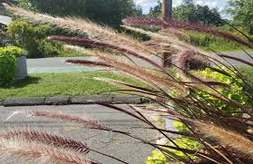 Image result for Cenchrus purpureus