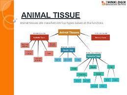 We did not find results for: Tissue Group Of Cells Having A Common Origin