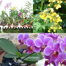 Cara baru tanam cabai agar cepat berbuah dan panen melimpah. Feeling2 Nak Tanam Orkid Plak Alahai Blog Santai Santai Jerr