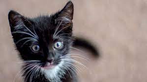 This photo is about tabby, whiskers, young. Tuxedos Tabbies And Torties How To Tell These Housecats Apart Howstuffworks