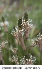 Image result for Plantaginaceae
