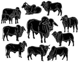 Simple element illustration from india concept icons. Bull Brahman Cattle Dxf Files Cut Ready For Cnc Dxfforcnc Com