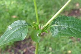 Image result for Synedrella