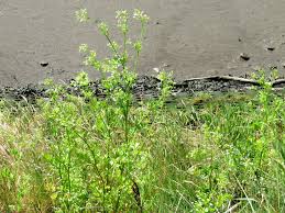 Image result for Apium graveolens