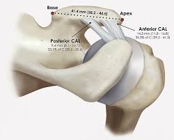 The transverse humeral ligament is not shown on this diagram. Schematic Diagram Of A Right Shoulder Showing The Anterior Download Scientific Diagram