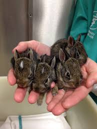 How can you tell how old a baby rabbit is? What Should You Do If You Find A Baby Rabbit Den Herder Vet