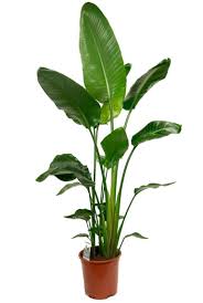 Kaufen Sie Eine Schone Strelitzia Nicolai Mit Grossen Grunen Blattern Diese Beliebte Pflanze Ist Ein Instagram Topper U In 2020 Pflanzenblatter Pflanzen Zimmerpflanzen